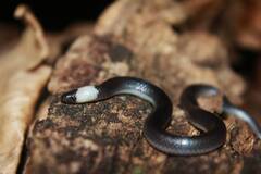 Colombian Earth Snake photo 5