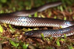 Colombian Earth Snake photo 1