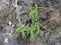 Boehmeria penduliflora image