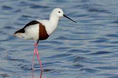 Cladorhynchus leucocephalus