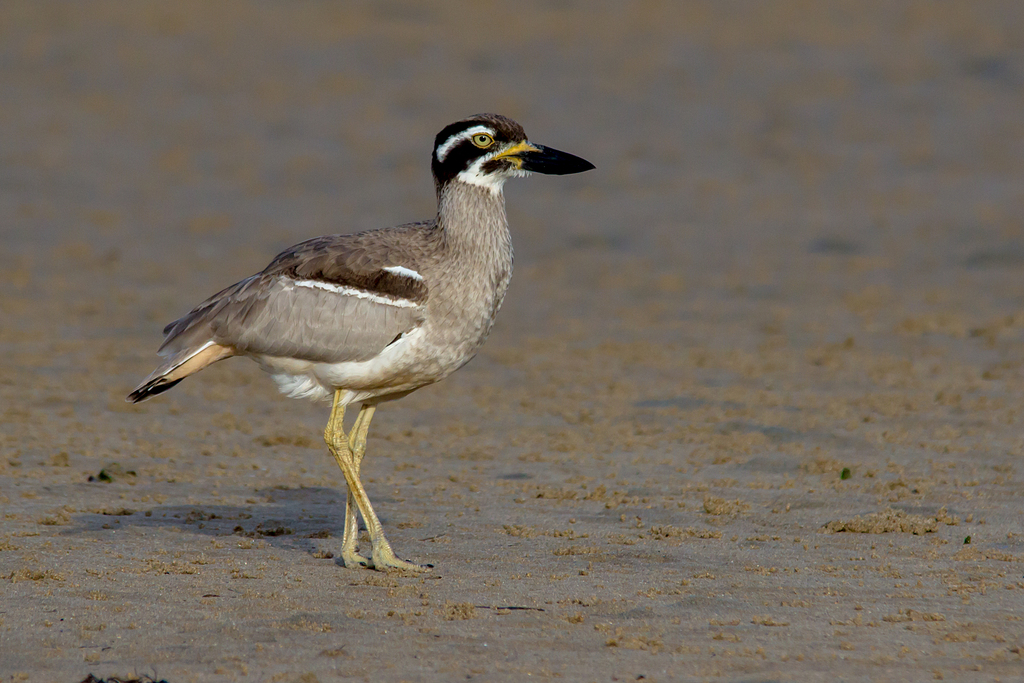 Beach Thick-knee