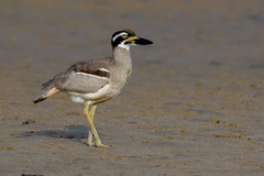 Beach Stone-Curlew photo 5