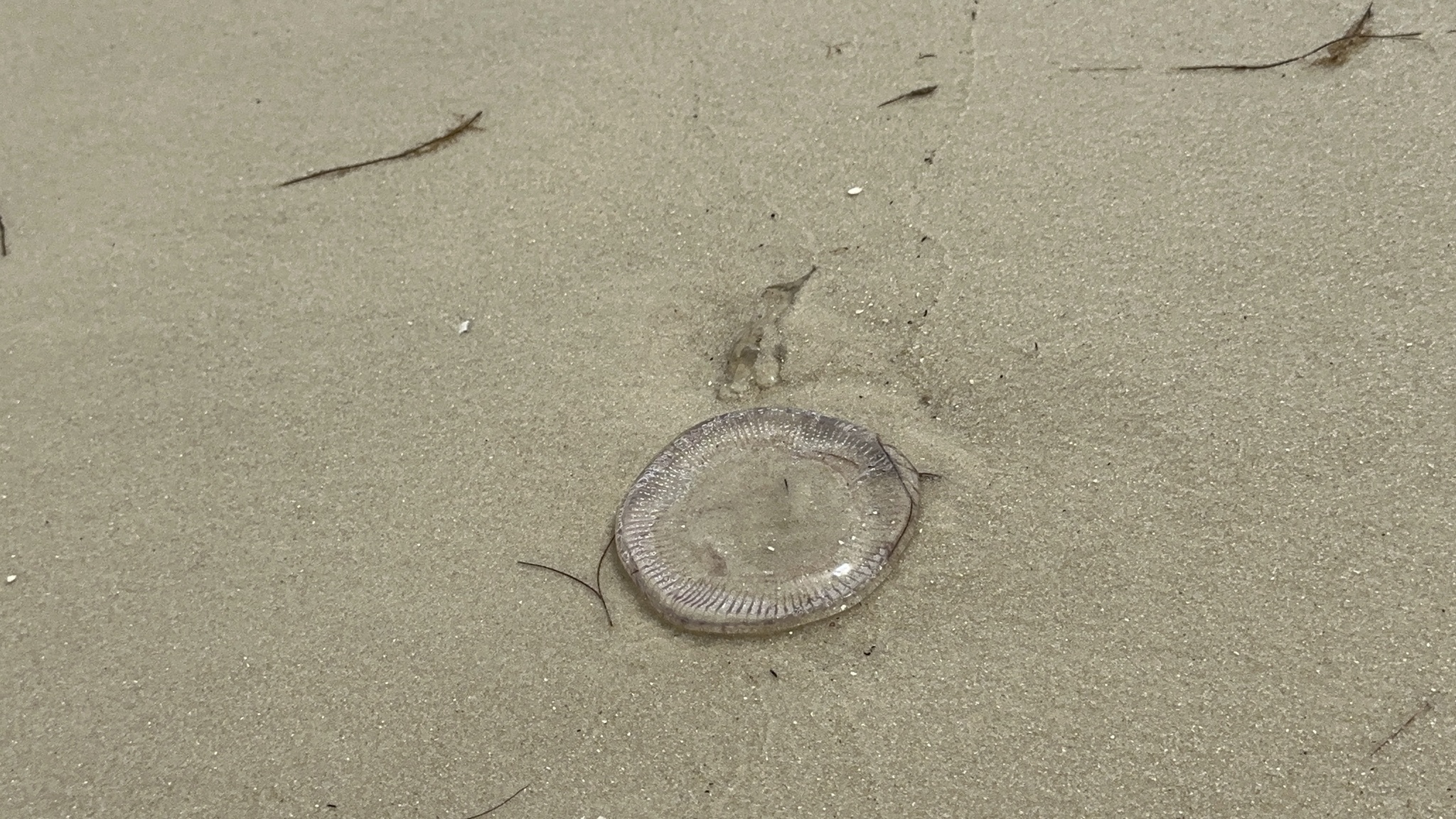 Rhacostoma atlanticum L.Agassiz, 1851