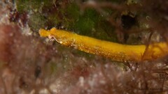 Fringed Pipefish photo 1