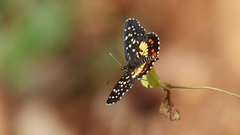 Chlosyne melitaeoides