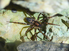 Liocranum