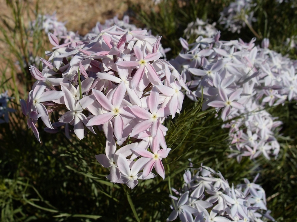 Arizona Bluestar (Amsonia grandiflora)
