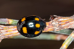 Orcus australasiae