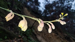 Prochnyanthes mexicana