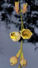 Prochnyanthes mexicana