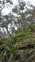 Prochnyanthes mexicana