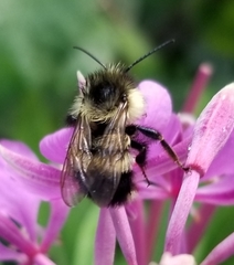Bombus vagans bolsteri
