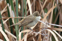 Australian Reed Warbler photo 4