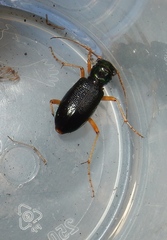 Tetracha virginica