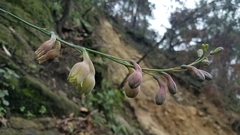 Prochnyanthes mexicana