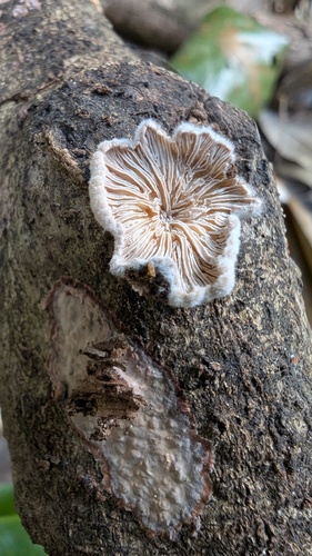 Schizophyllum commune