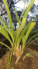 Prochnyanthes mexicana