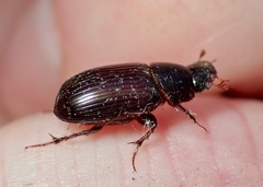 Acrossus rufipes
