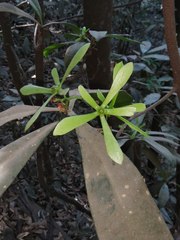 Ancistrocladus heyneanus