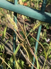 Setaria viridis