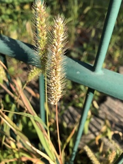 Setaria viridis