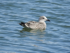 Larus argentatus