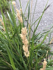 Poaceae