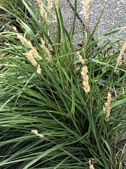 Poaceae