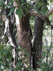 Pleiogynium timoriense