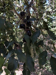 Pleiogynium timoriense