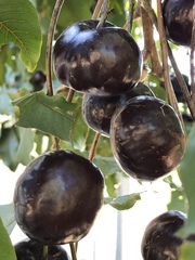 Pleiogynium timoriense