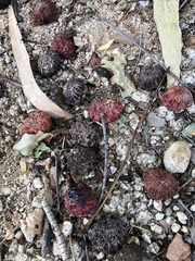 Pleiogynium timoriense