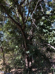 Pleiogynium timoriense