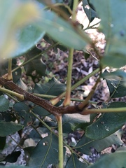 Pleiogynium timoriense