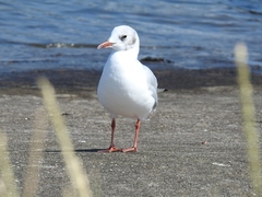 Chroicocephalus ridibundus
