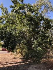 Pleiogynium timoriense