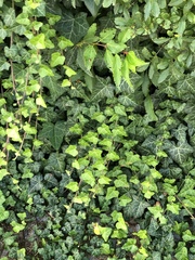 Hedera helix
