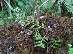 Angraecum pectinatum image