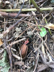 Carabus ulrichii