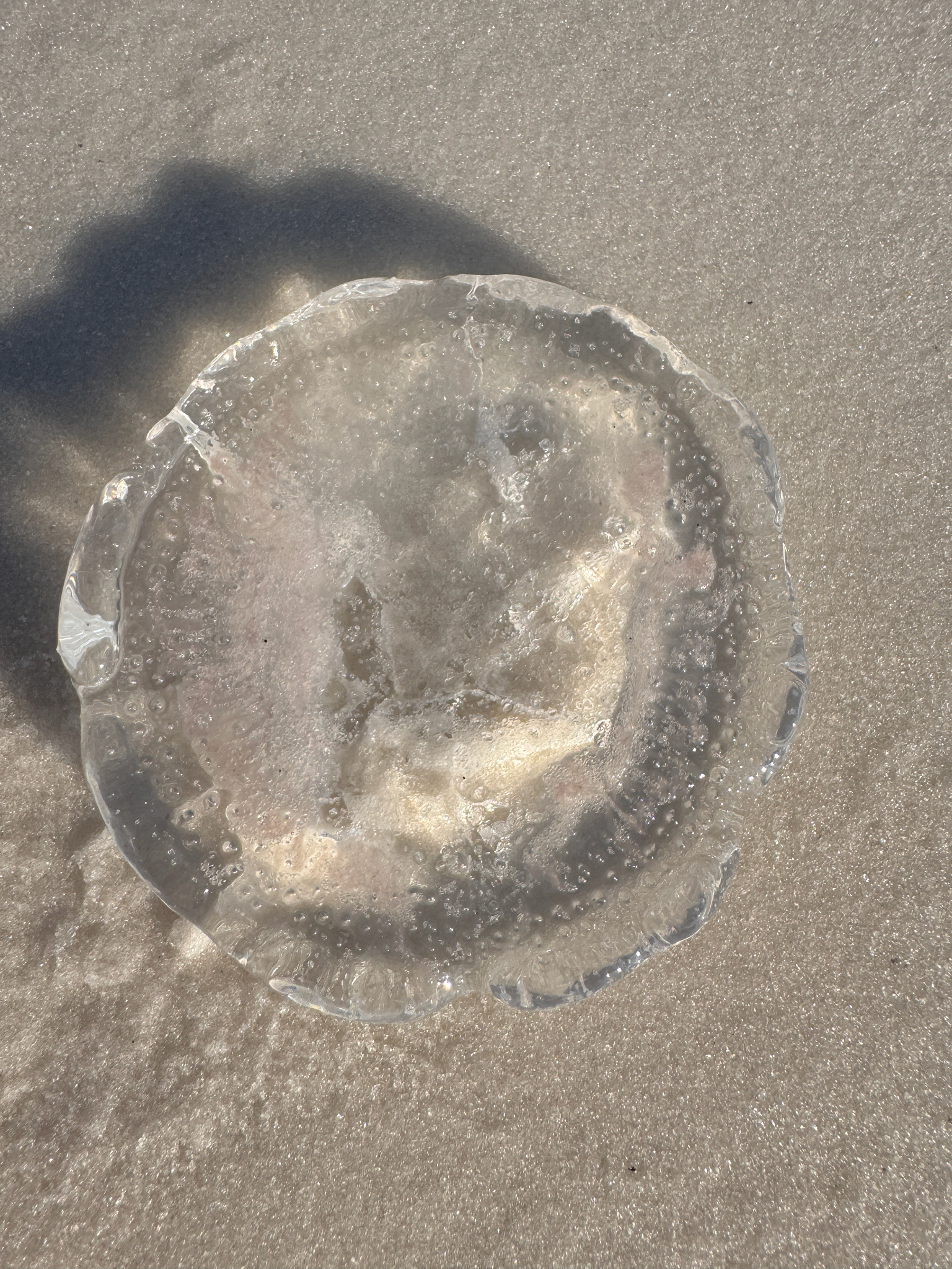 Rhacostoma atlanticum L.Agassiz, 1851