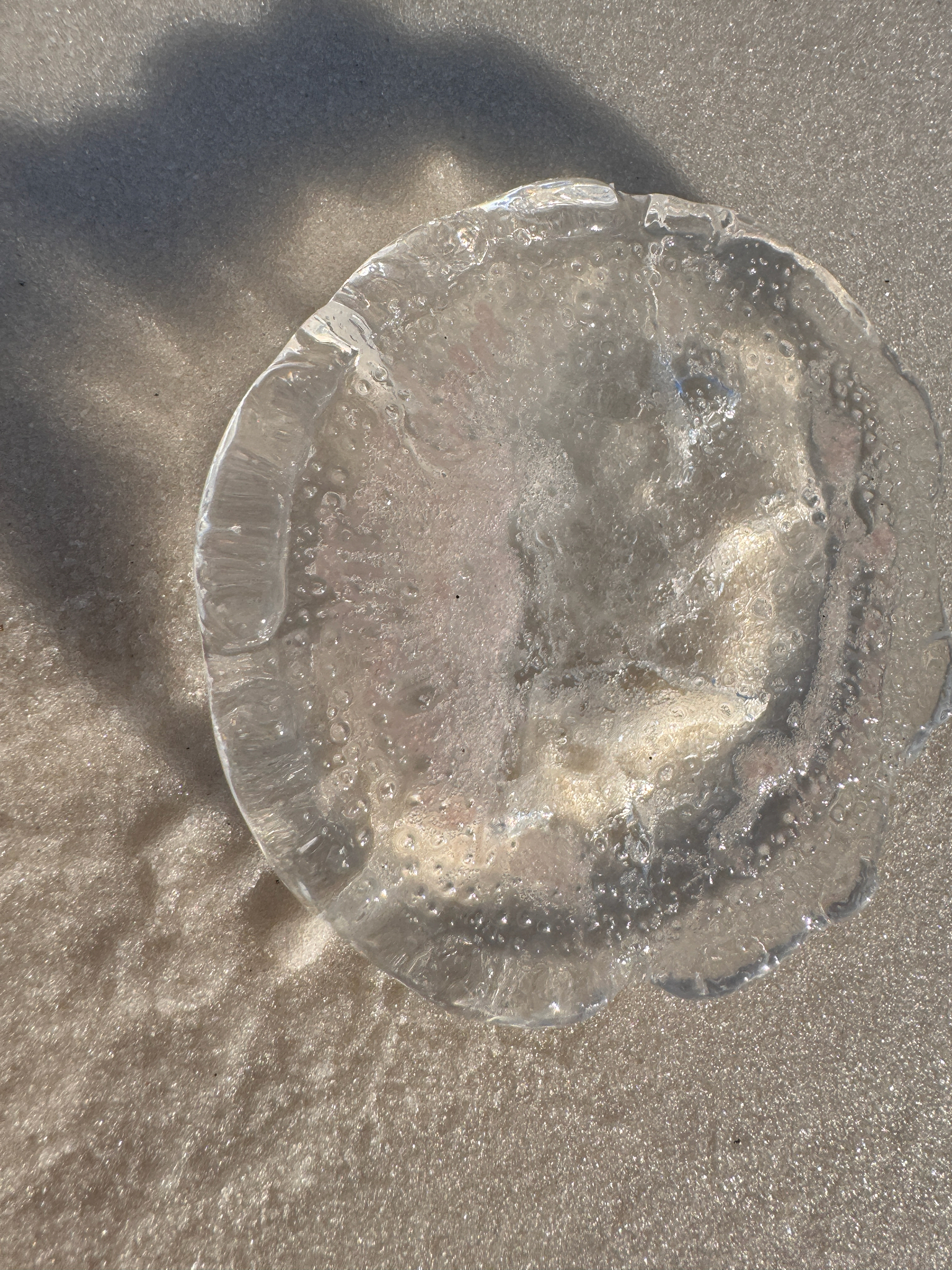 Rhacostoma atlanticum L.Agassiz, 1851