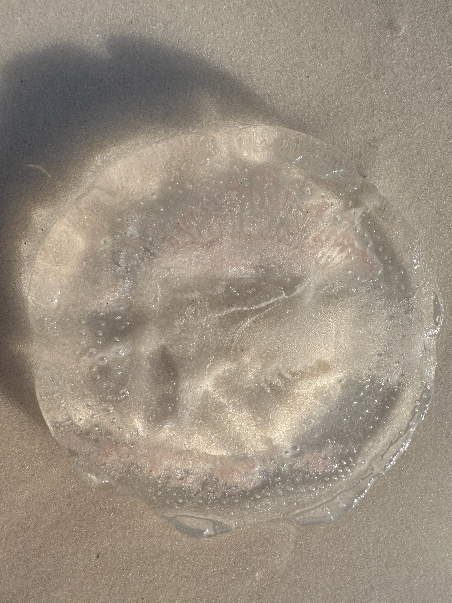 Rhacostoma atlanticum L.Agassiz, 1851