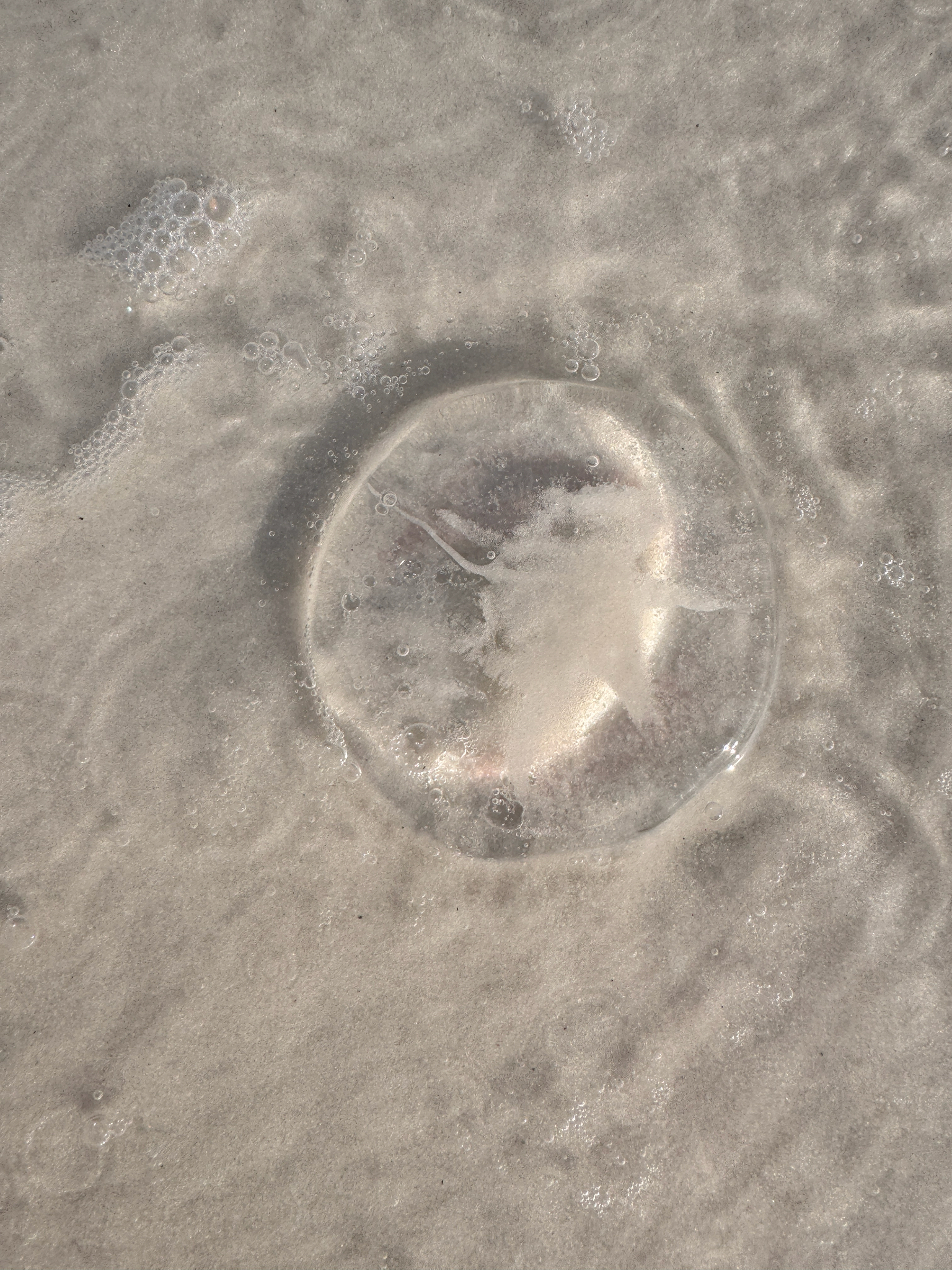 Rhacostoma atlanticum L.Agassiz, 1851