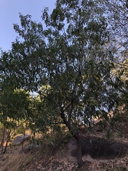 Acacia crassicarpa