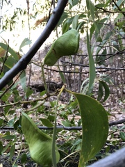Acacia crassicarpa