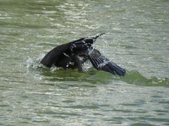 Phalacrocorax carbo