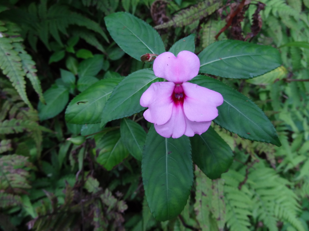 Impatiens flaccida