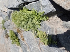 Cryptogramma cascadensis