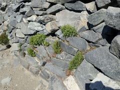 Cryptogramma cascadensis