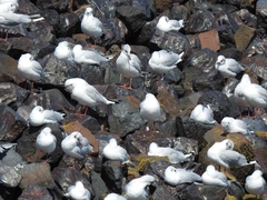 Chroicocephalus ridibundus